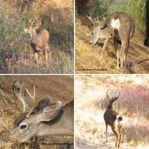 Deer Pics