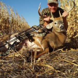 Whitetail Buck