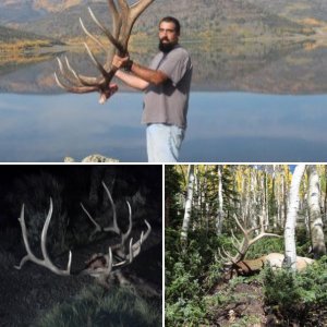 elk
