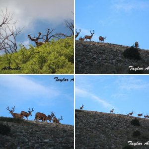 bucks