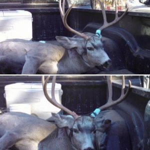 California Buck