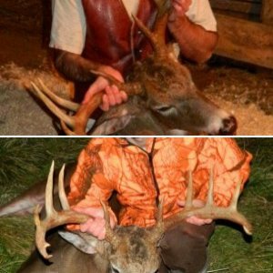 Maine Whitetail 2011