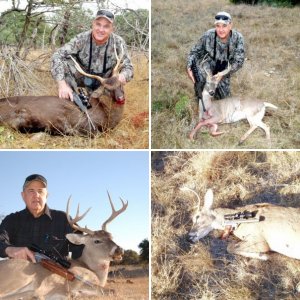 Texas Deer