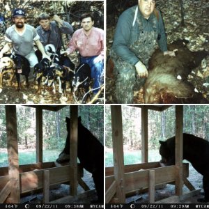 Bear Pictures
