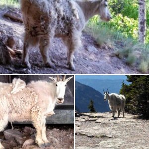 Montana Goats