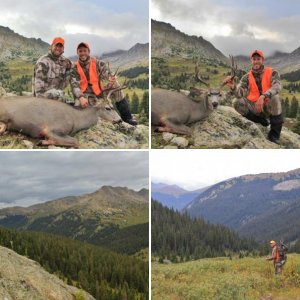 Colorado Mule Deer 2013