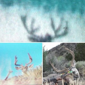 California mule deer