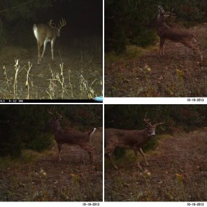 Whitetails
