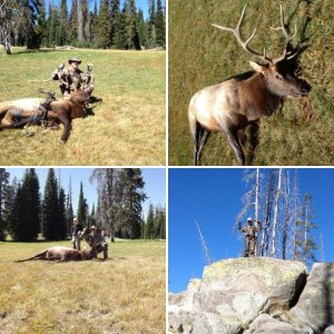 Elk hunting