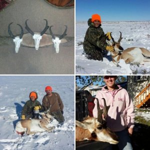 Antelope 2013