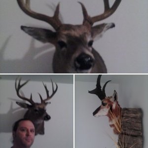 Antelope