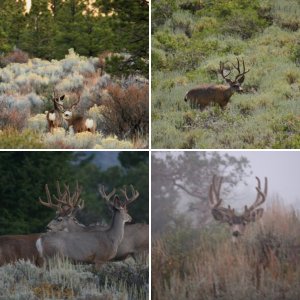 Wildlife
