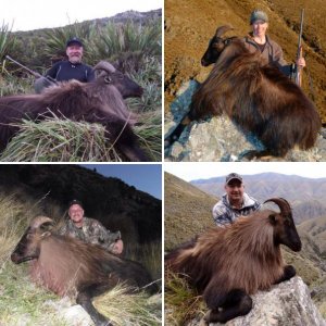 Himalayan Bull Tahr with New Zealand Safaris