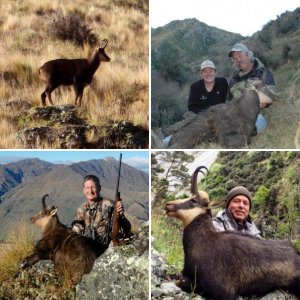 New Zealand Chamois