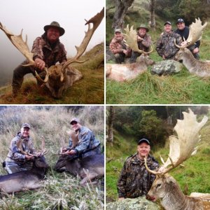 Fallow Buck