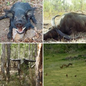 A mixed bag of hunts
