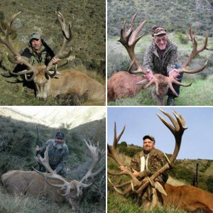 Estate Red Stag