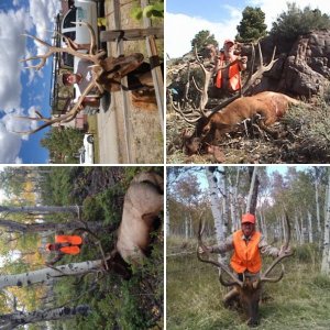 201 muzzle loader bull