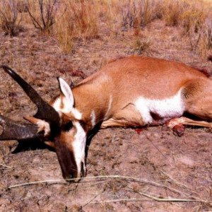 Archery Antelope