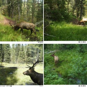 Archery Elk