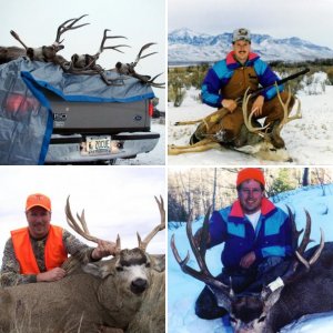 Mule Deer