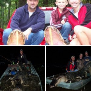 South Carolina Alligator 11 ft.