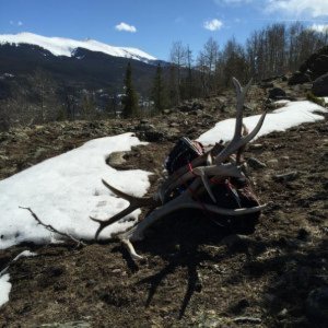 Shed Hunting