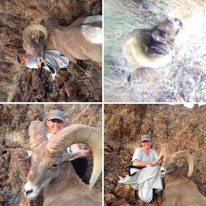 California Bighorn 2015 Area 031