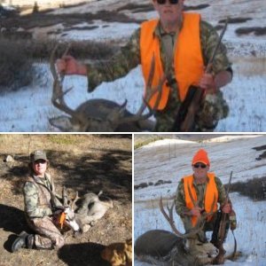 Deer 15