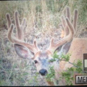 CO Muley