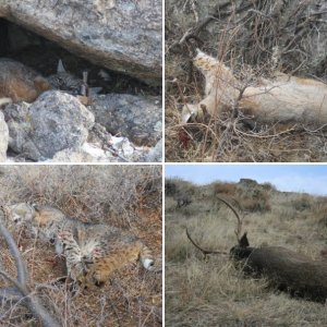 Wyoming hunts