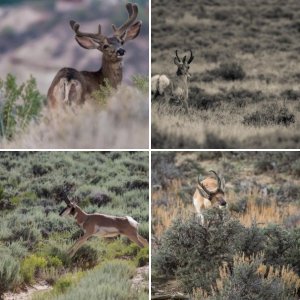 Wyoming Hunts