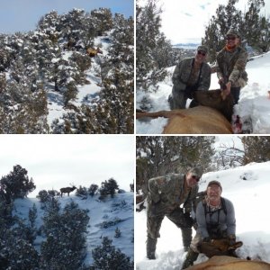 2016 cow elk