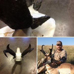 2017 Antelope