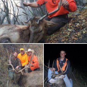 Mulies and wapiti