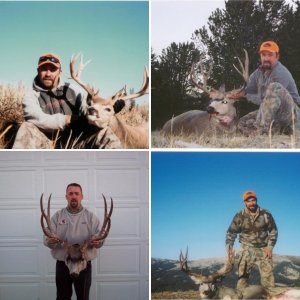 Mule Deer