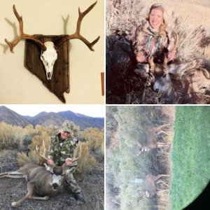 2017 Mule deer