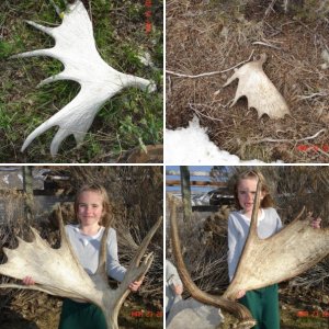 Sheds