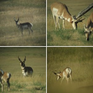 Antelope Scouting 2011