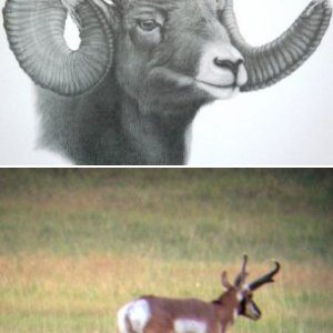 Antelop
