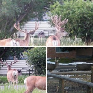 City Limit Bucks