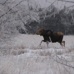 LaFramboise Moose