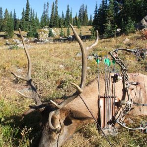 Colorado Elk 2010 066