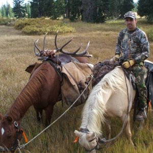 Colorado Elk 2010 026