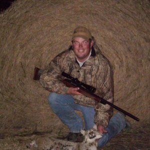 Bobcat