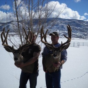 velvet bucks4