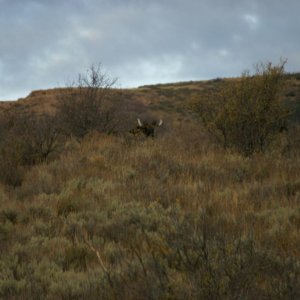 Moose 4