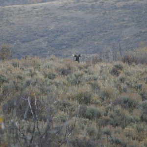 Moose 5