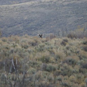 Moose 6