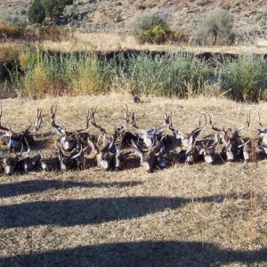 camp bucks not bad huh?